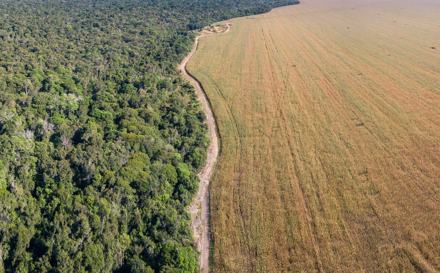 Aerial view of Xingu Indigenous Park territory and soybean farms in Mato Grosso. Image courtesy of Shutterstock. Brazil, date unknown.
