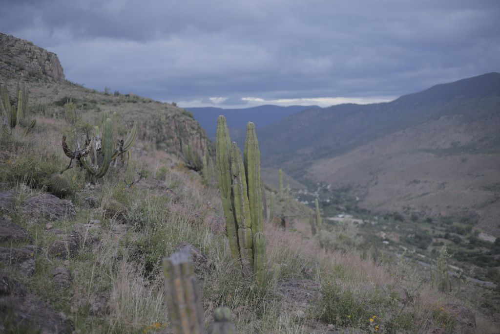 The rolling hills and desert are speckled with cacti on a mountain overlooking Winny Contreras's home in Mexico. Image by Ingrid Holmquist. Mexico, 2018.
