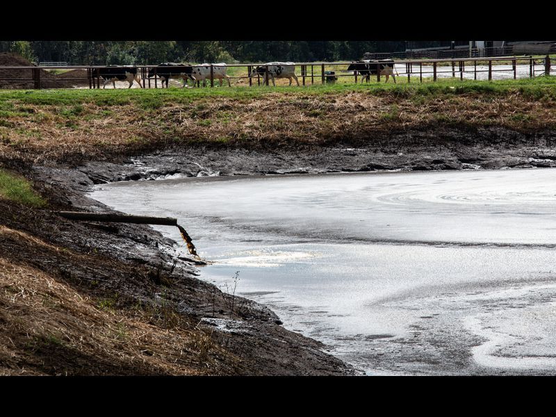 A liquid cow manure pond at the Bridgewater Dairy near Montpelier, Ohio, on Sept. 23, 2019. Image by Zbigniew Bzdak / Chicago Tribune. United States, 2019.