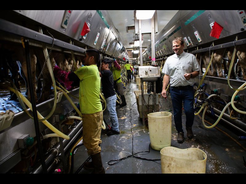 Workers milk cows as owner Chris Weaver, right, walk by, near Montpelier, Ohio on Sept. 23, 2019. He farms in the Maumee River watershed. The Maumee River flows into Lake Erie. Image by Zbigniew Bzdak / Chicago Tribune. United States, 2019.