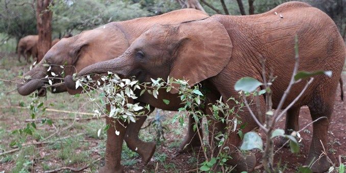 Elephants in Nairobi's National Park. Image by Janelle Richards. Kenya, 2017.