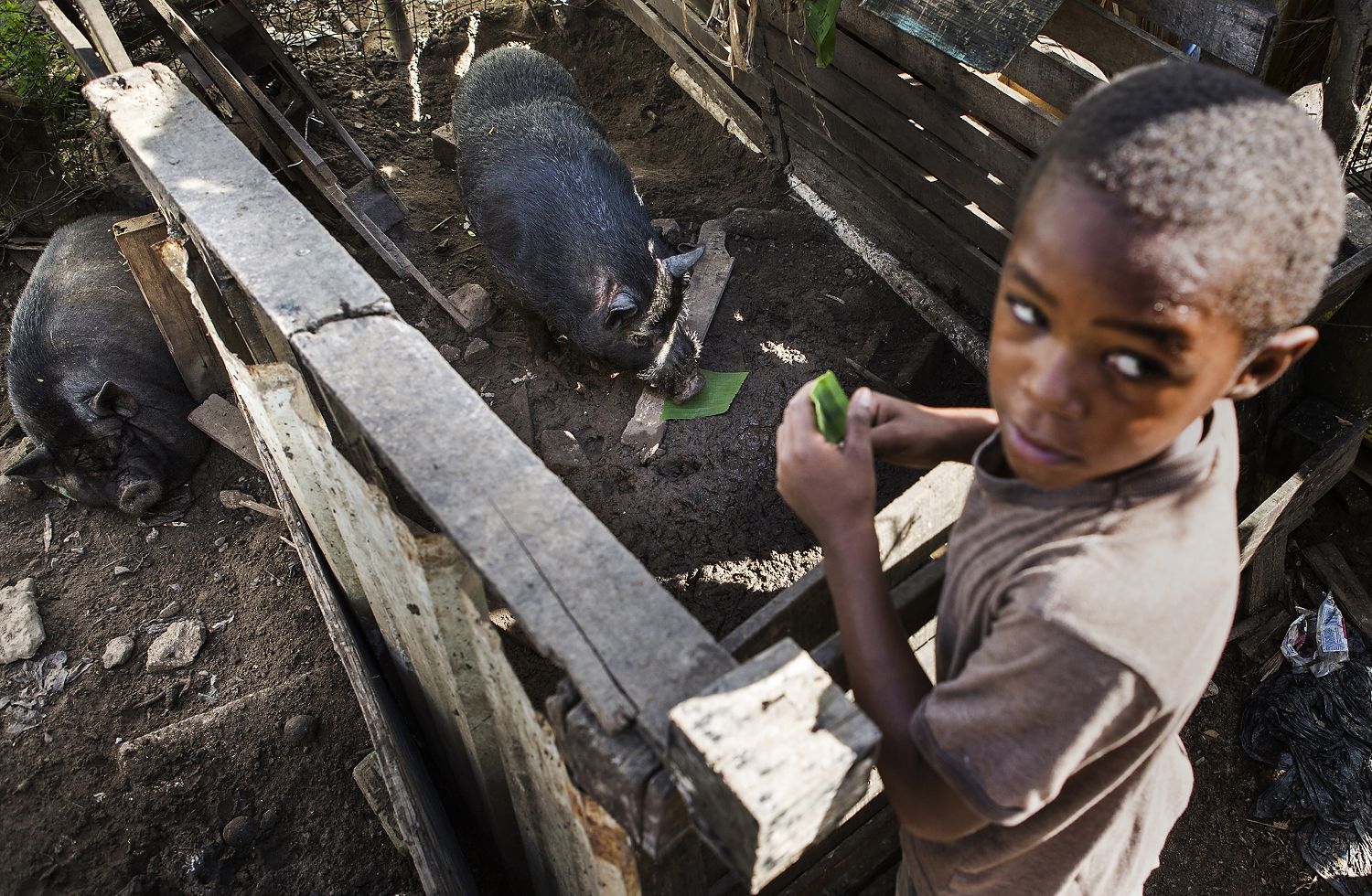 Abdel Olma, 8, feeds the family pigs, Chape and Nopi while his mother, Rosalda Olma sorts through what remains of their home in Loiza. Rosalda had to seek psychiatric help for Abdel following the storm. Image by Ryan Michalesko. Puerto Rico, 2017.