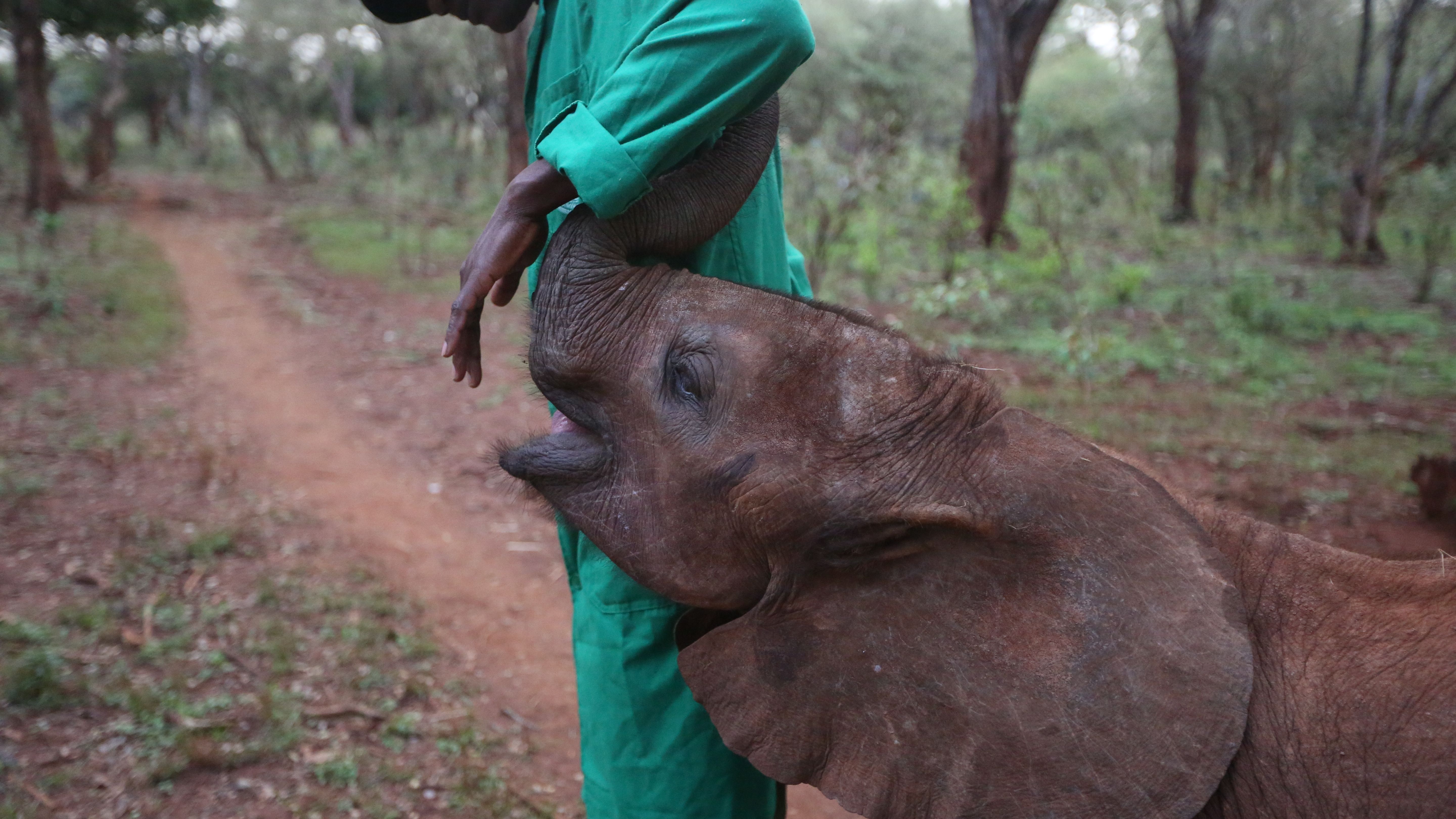 Peter Mbulu of the David Sheldrick Wildlife Trust caring for a baby elephant. Image by Janelle Richards. Kenya, 2017.