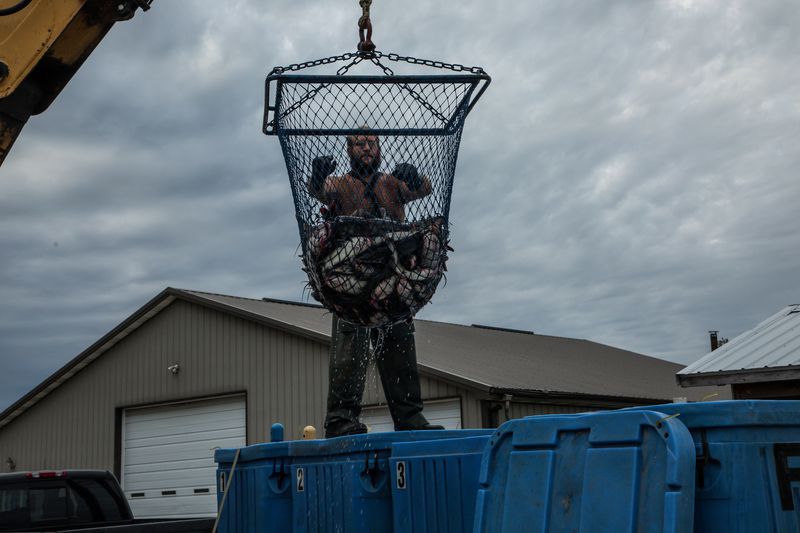 Jarrod Brant loads a catch of catfish from Lake Erie to a container at Whites Landing Fisheries in Sandusky, Ohio, on Sept. 26, 2019. He works for commercial fisherman Drew Koch and his father, Dean Koch. Image by Zbigniew Bzdak. United States, 2019.