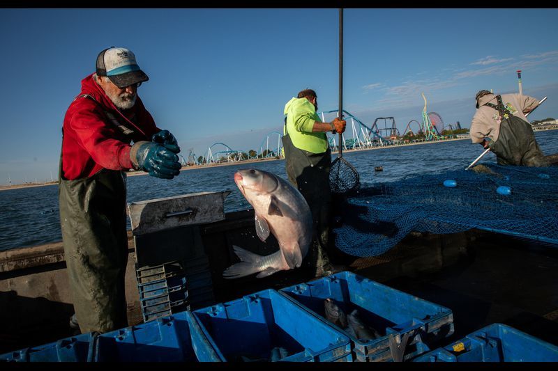 Jerry Neidler tosses a fish as he sorts the catch caught in trap nets near Cedar Point on Sept. 27, 2019. Image by Zbigniew Bzdak. United States, 2019.