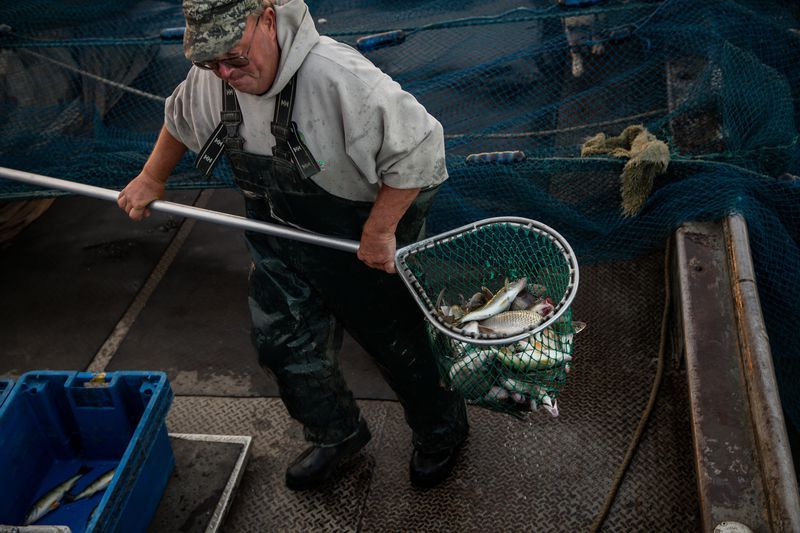 Ernie Thomas collects fish caught in trap nets on Lake Erie on Sept. 27, 2019. Image by Zbigniew Bzdak. United States, 2019.