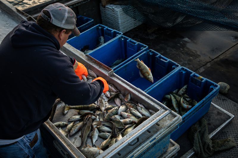 Commercial fisherman Drew Koch sorts fish caught in trap nets on Lake Erie on Sept. 27, 2019. Image by Zbigniew Bzdak. United States, 2019.