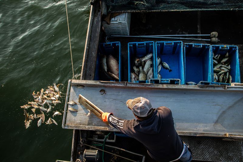 Commercial fisherman Drew Koch releases fish that aren't keepers from his boat near in Lake Erie near Sandusky, Ohio, on Sept. 27, 2019. He was sorting fish caught in trap nets. Image by Zbigniew Bzdak. United States, 2019.