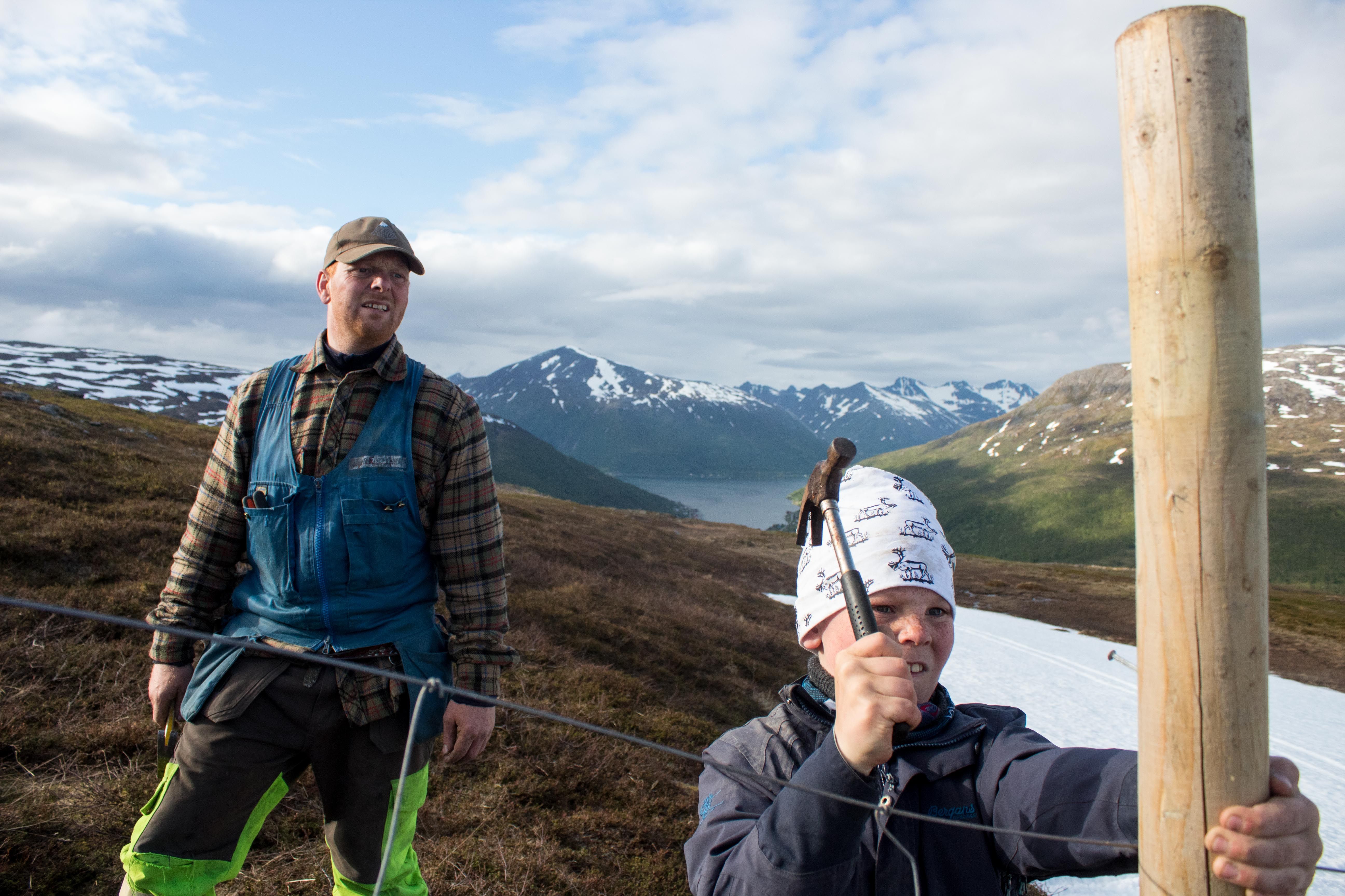Sámi reindeer herder Reiulf Aleksandersen and his son build a fence for gathering their herd on Ruksesvárri, or Red Mountain, in northern Norway. Image by Amy Martin. Norway, 2017.
