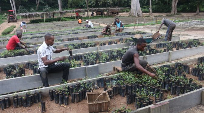 Transplanting seedlings at the Isalowe nursery. Image by Thierry-Paul Kalonji. Democratic Republic of Congo, 2020.