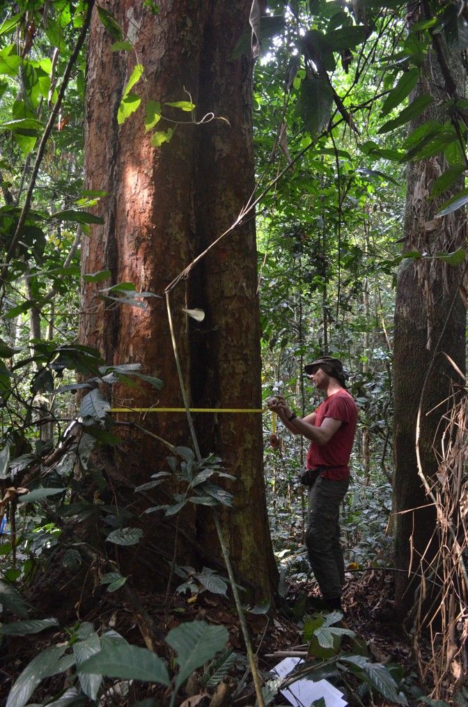 Wannes Hubau measures the girth of a tree trunk in Yangambi Biosphere Reserve. Image by Daniel Grossman. Democratic Republic of Congo, 2019.