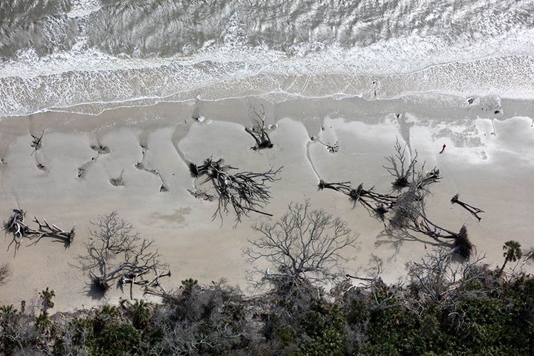 A ghost forest, caused by encroaching salt water, Edisto Island, South Carolina. Image by Alex MacLean. United States, 2018.