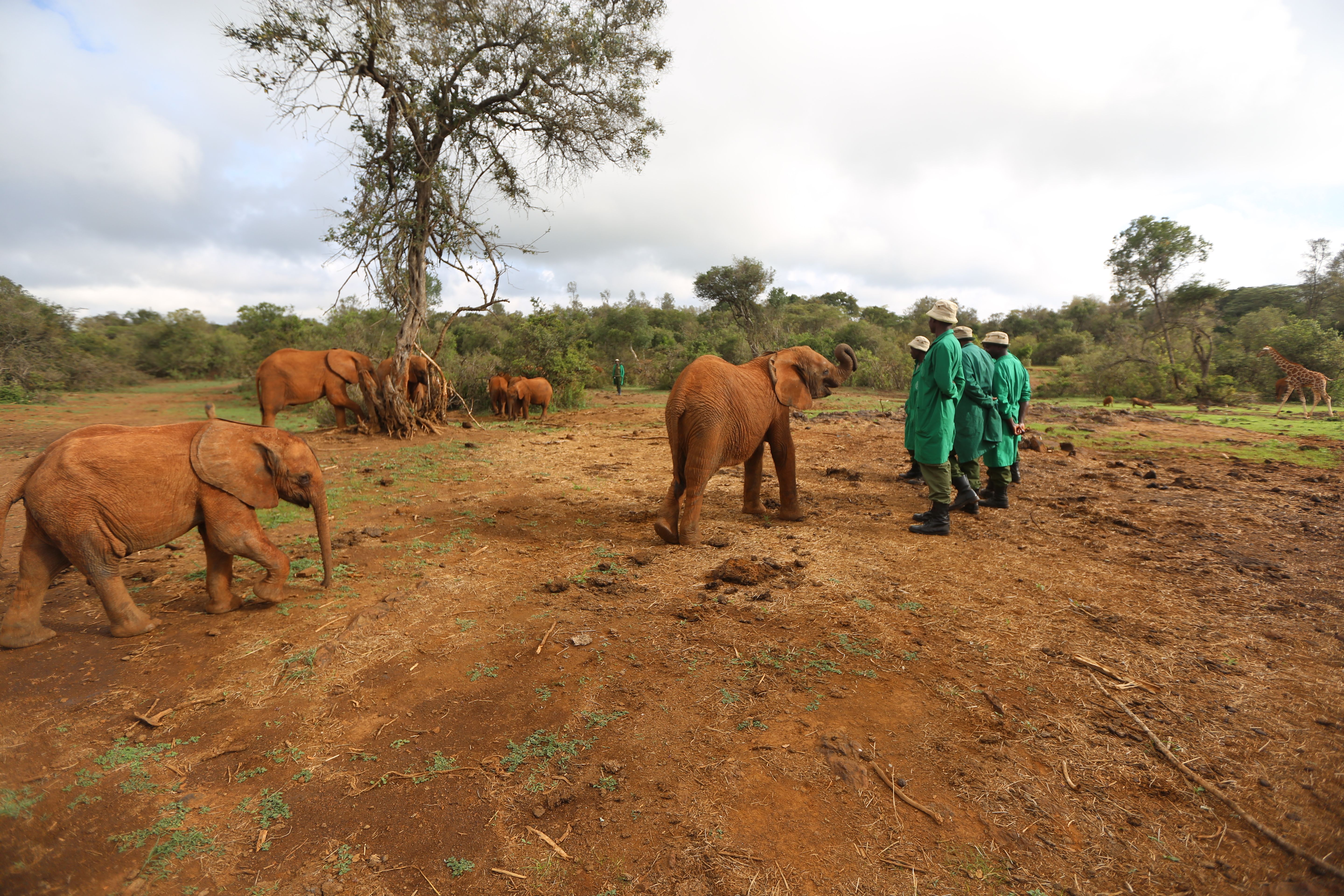 Keepers and elephants at the David Sheldrick Wildlife Trust elephant nursery. Image by Janelle Richards . Kenya, 2017.

