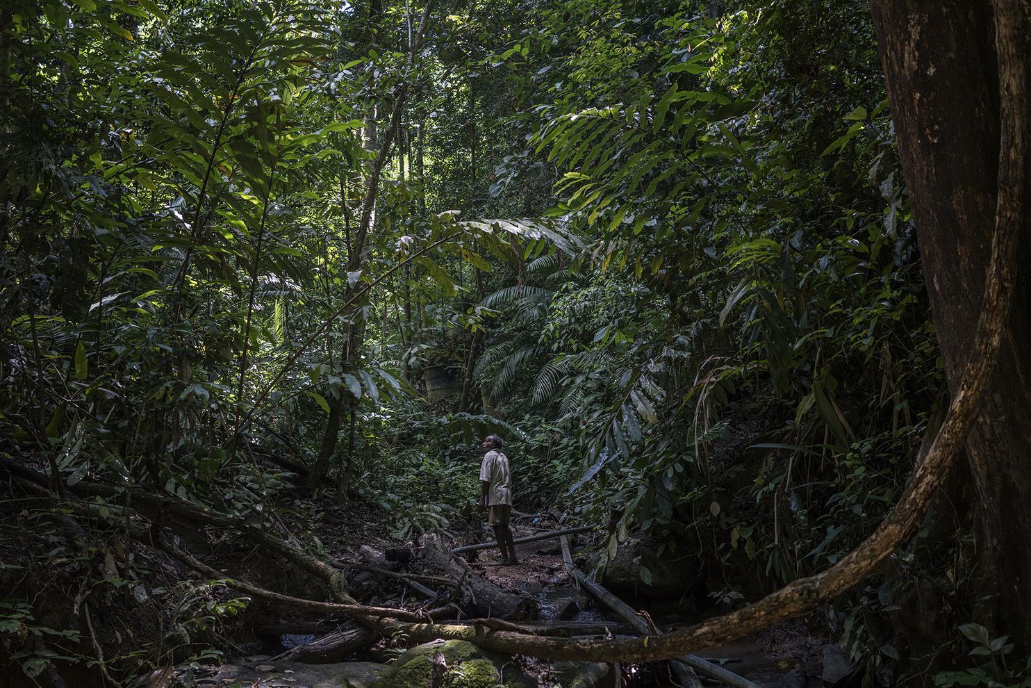 Johan Tahun pauses to search the canopy as he follows a plastic water pipe up the Tonduk River to the water source for the Batek. Although all the surrounding forest has been logged, this narrow corridor was left untouched by loggers. The problem is that a manganese mine opened in 2016 at the top of this watershed. The Batek believe that when it rains heavily, which is common in this rainforest, toxic waste from the mine wash into this ravine and contaminate their water—and they believe that mine contamination triggered the mysterious illness that claimed 16 lives in their tight community. Image by James Whitlow Delano. Malaysia, 2019.