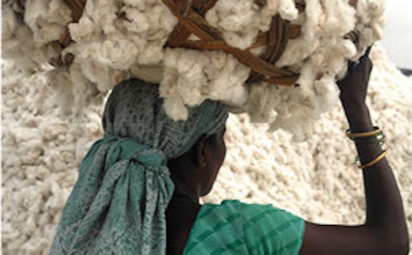 Much of India's cotton farmers use GMO seeds. The Chetna cooperative is changing that by reintroducing organic cotton to the subcontinent.