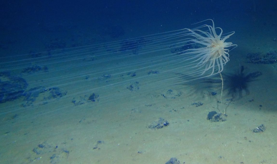 This huge species of cnidarian in the genus Relicanthus with 8-foot long tentacles has attached itself to a dead sponge stalk on a polymetallic nodule in the CCZ. Image by Diva Amon and Craig Smith.