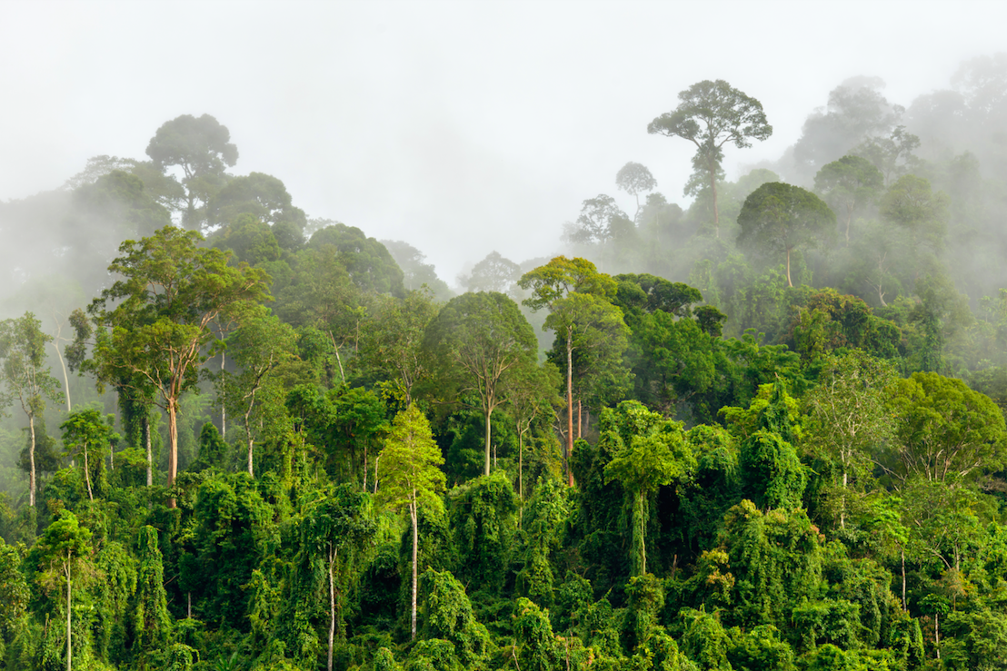 Treetops of dense tropical rainforest with morning fog located near the Malaysia-Kalimantan border. Image by Arnain / Shutterstock. Malaysia, undated.