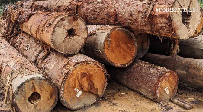 Logs, like these harvested from a permanent reserve forest in Johor, are an important source of revenue for many state governments. Image by Yao-Hua Law. Malaysia, 2020.