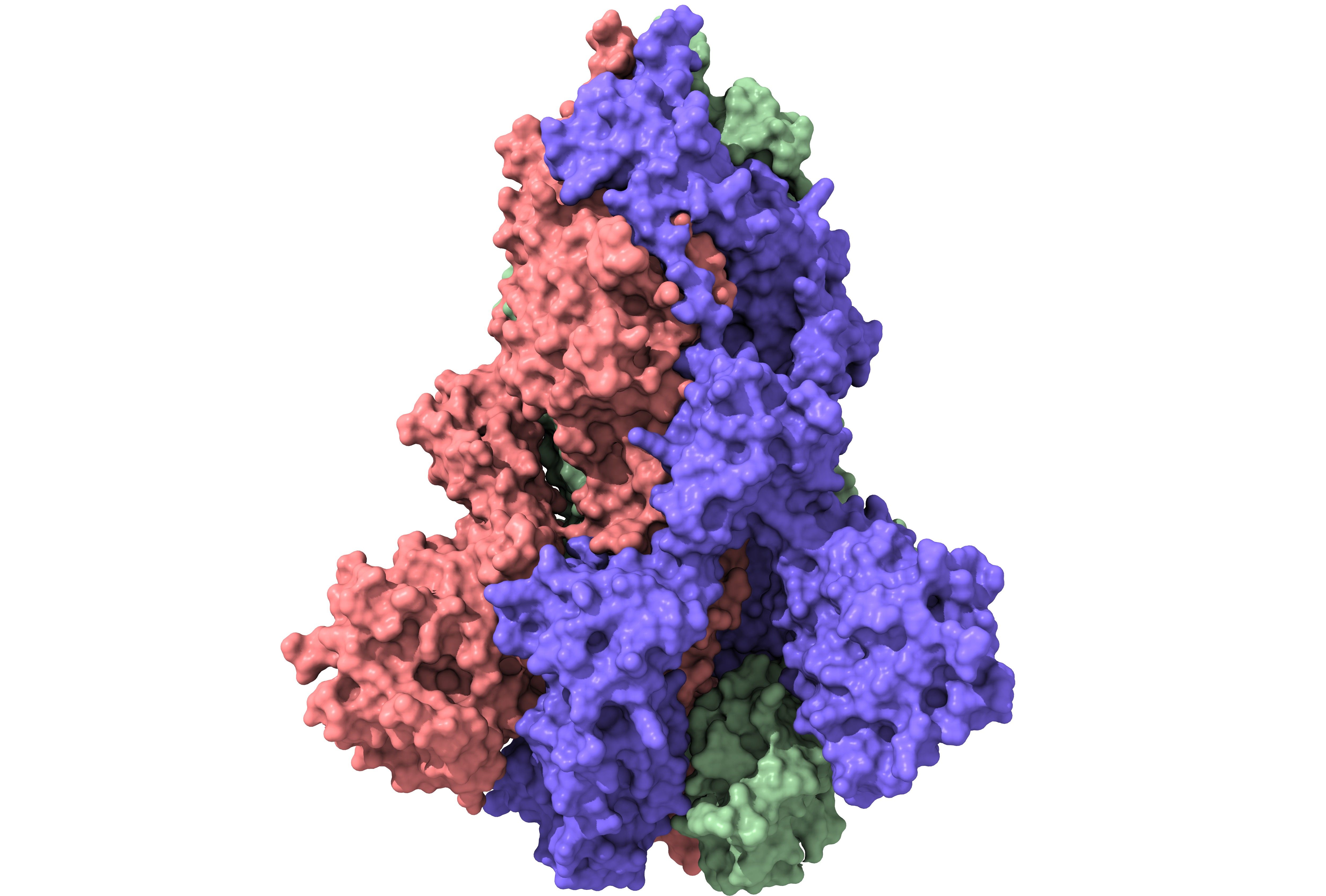 For a potential COVID-19 vaccine, the spike protein (structural model pictured) of the pandemic coronavirus was stabilized by a bit of an HIV protein. Image by Volodymyr Dvornyk / Shutterstock.