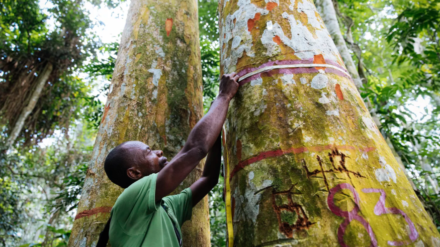 Jean-Pierre Muzinga, a forest technician, measures the trunk of an Afrormosia in the Yangambi Biosphere Reserve. Image by Sarah Waiswa. Democratic Republic of Congo, 2019.