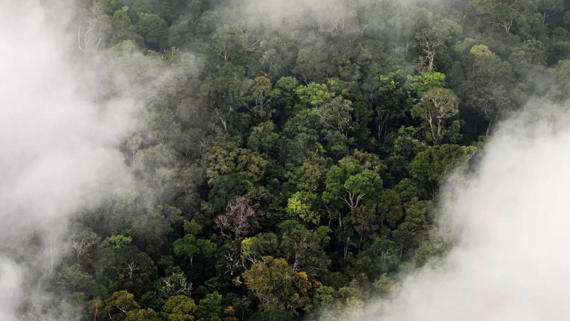 Amazon rainforest as seen from above. Image by Vox. Brazil, 2019. 