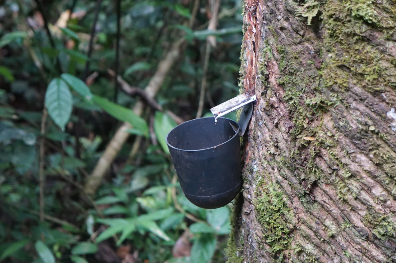 An example of a tapped rubber tree. Image by Esha Chhabra. Brazil, 2019.