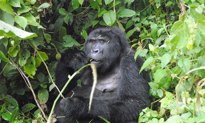 There are a little over 1,000 Mountain Gorillas remaining on Earth, with about half of these living in Bwindi Impenetrable Rainforest. Image by Fredrick Mugira. Uganda, 2020.