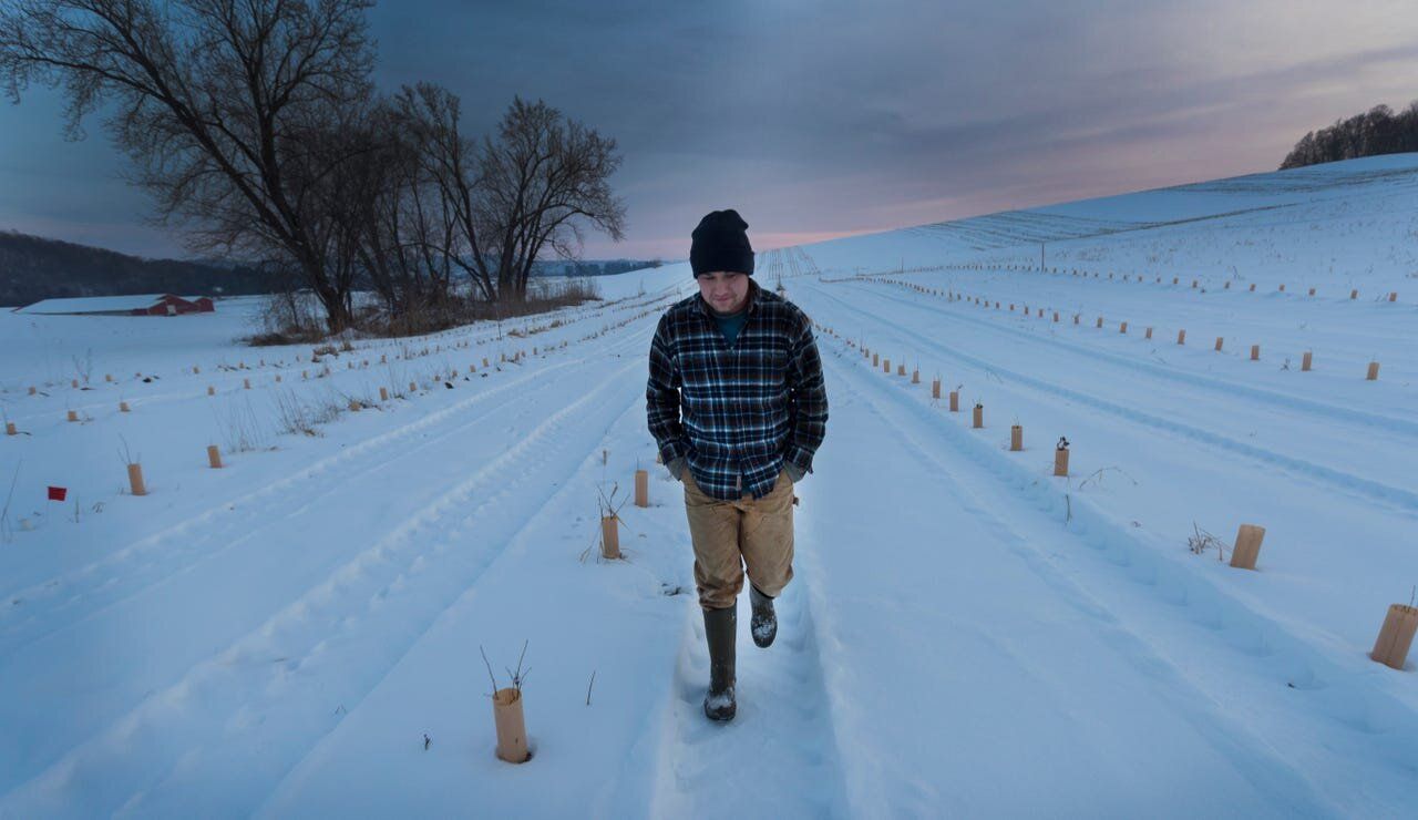 In about four years, Paul Jereczek hopes to be harvesting hazelnuts from the 1,000 bushes he planted on his family's farm in the Trempealeau County village of Dodge. Image by Mark Hoffman. United States, 2019.