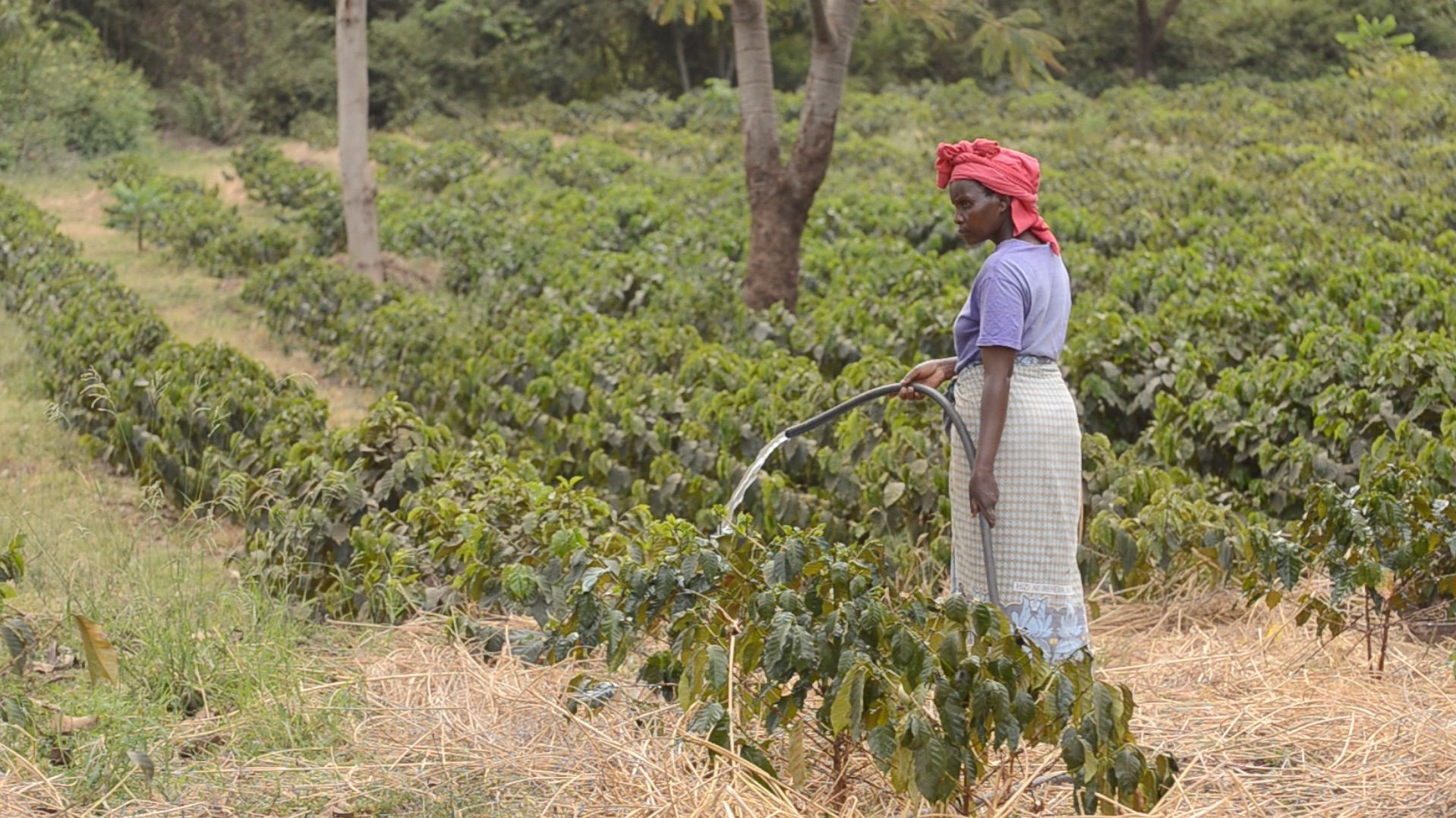 Irrigation helps some farmers cope, but in the long term will not save them. 