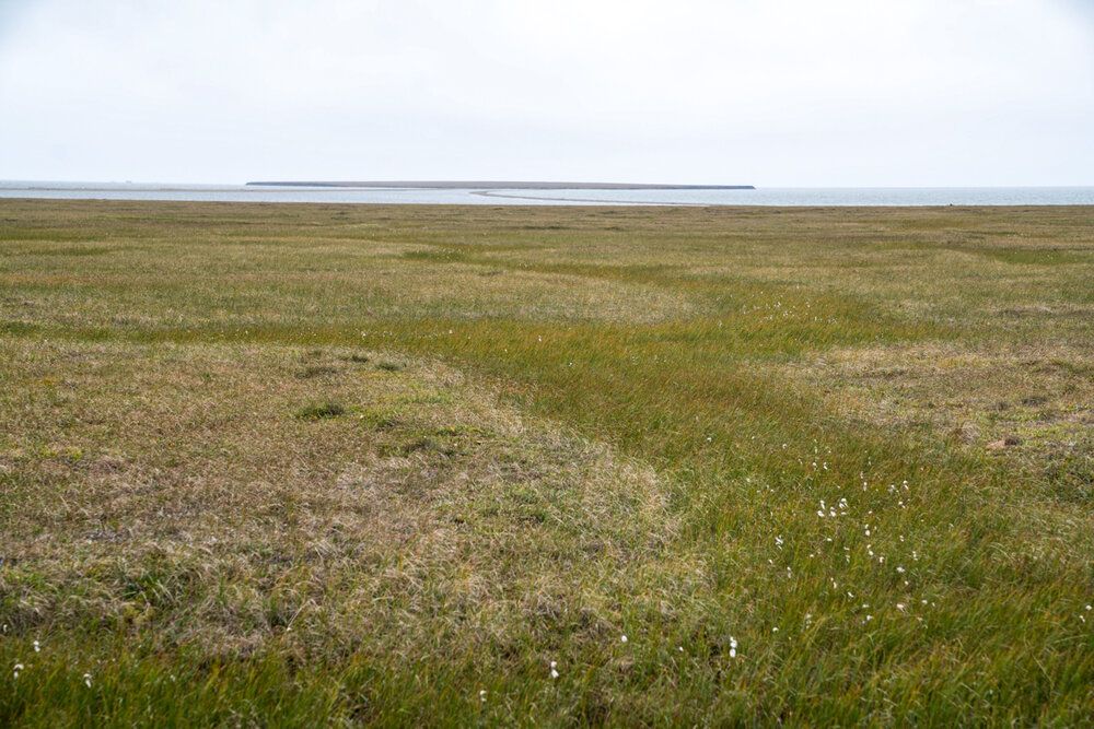 The coastal plain of the Arctic National Wildlife Refuge. Image by Nick Mott. United States, 2019.