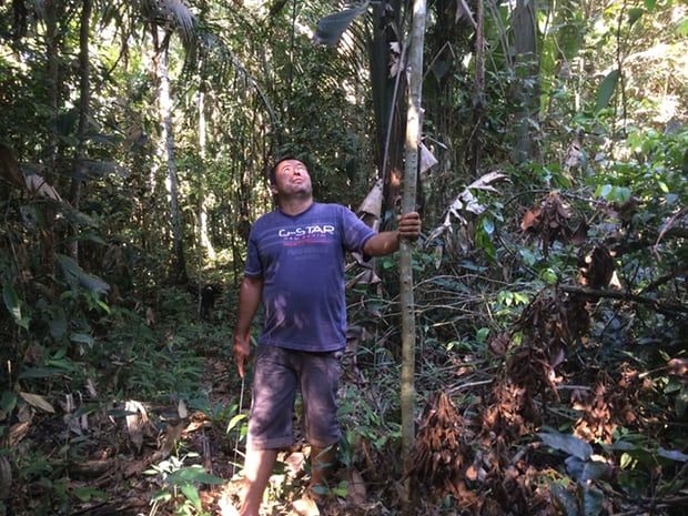 Luis Vergara examines a new abarco tree he has planted on his land in Colombia. He hopes to make a living from selling sustainable hardwood. Image by Lisa Palmer. Colombia, 2017.
