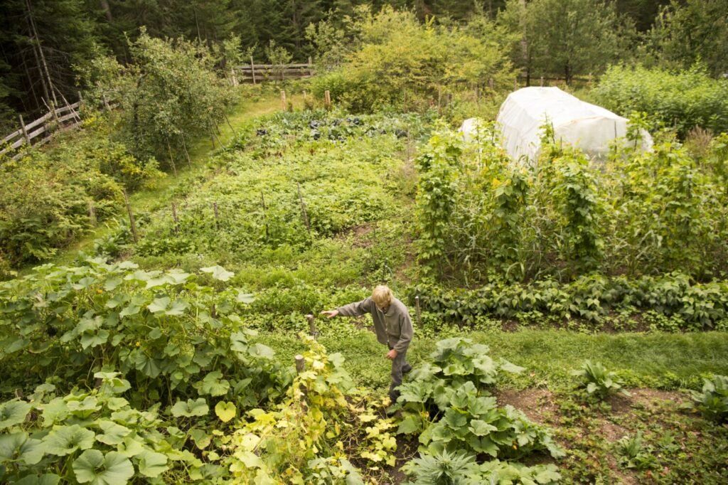Duane Hanson checks on his crops at his homestead in T5 R7 in the Unorganized Territories on Sept. 17, 2019. Hanson and Kwan provide almost all of their food from the garden or hunting. Image by Michael G. Seamans. United States, 2019.