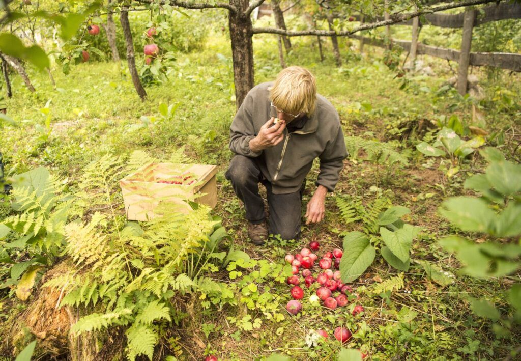 Duane Hanson enjoys a quick snack as harvests apples from his orchard at his homestead in T5 R7 in the Unorganized Territories on Sept. 17, 2019. Image by Michael G. Seamans. United States, 2019.