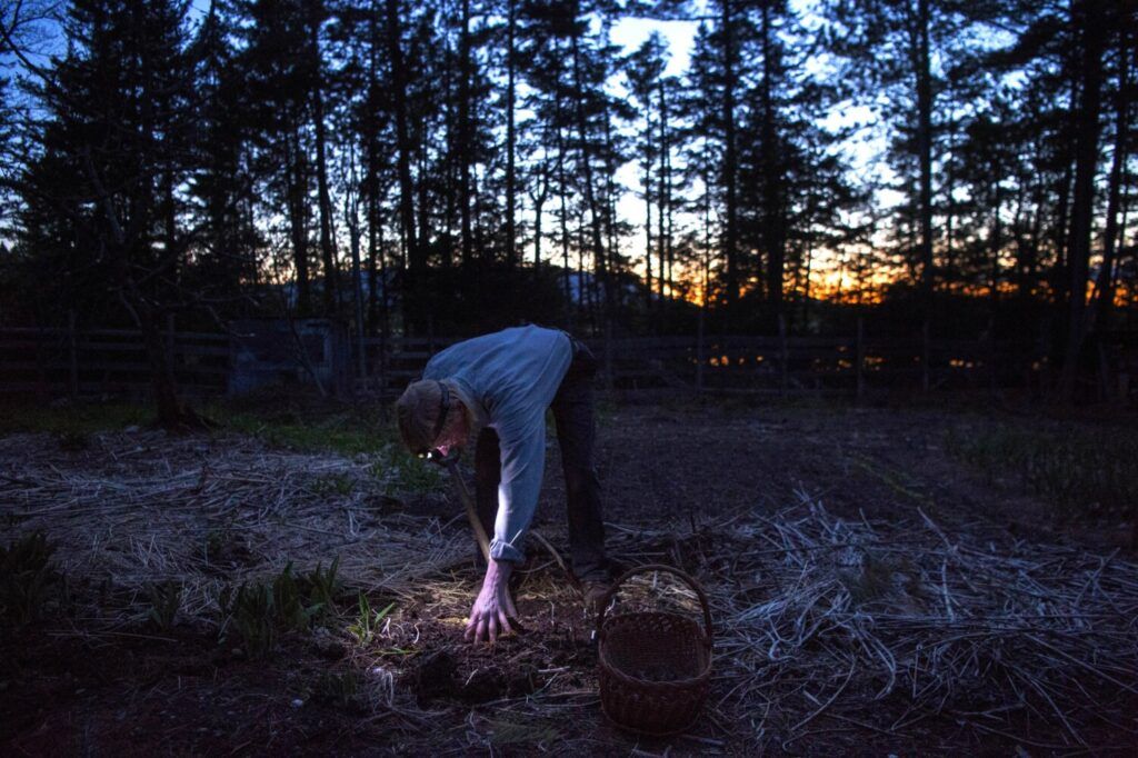 Duane Hanson harvests some garlic for dinner at his homestead in the Unorganized Territories in the north woods of Maine near T5 R7 on May 27, 2019. Image by Michael G. Seamans. United States, 2019.