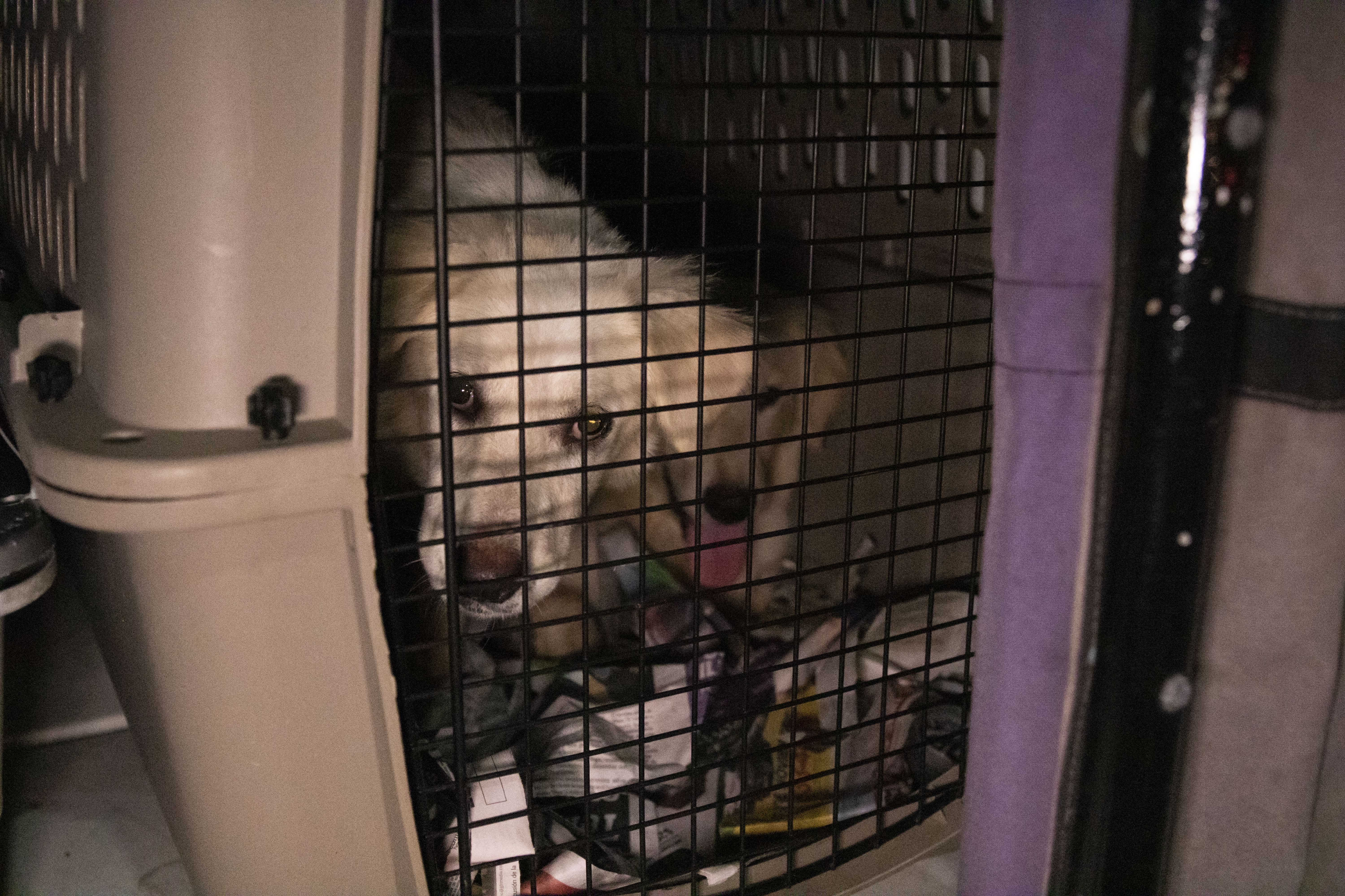 Many dogs are in pairs of two for transport because the less space in the crate the safer it is for them. This technique ensures dogs cannot slide around too much and get hurt. Image by Jamie Holt. United States, 2019.
