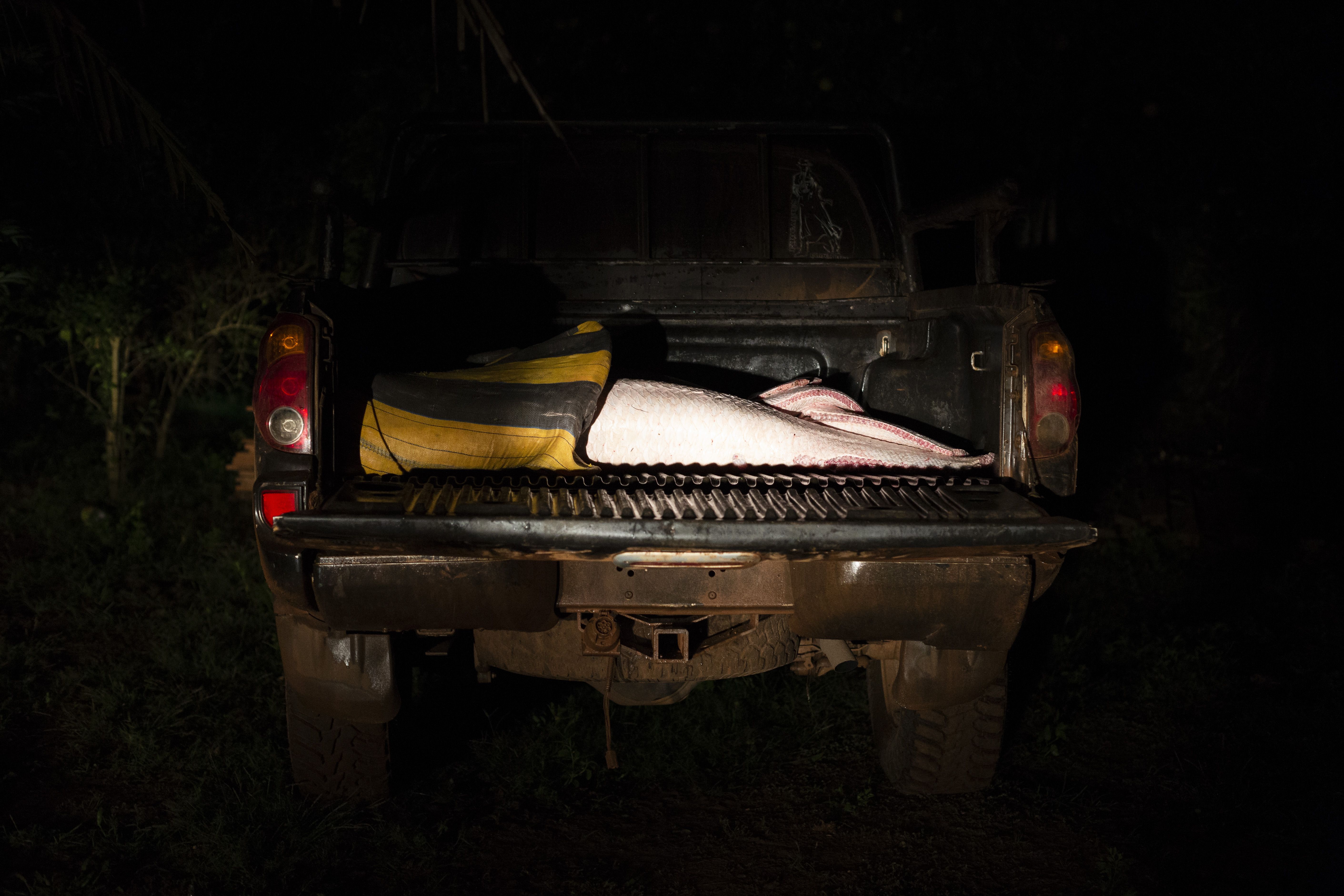 Taking paiche from San Lorenzo to the nearest major town, the border post of Guayaramerín, takes four hours on a good day. In the rainy season, it can take six or seven hours, during which time the product sits in the backs of pickup trucks, packed with a minimum of ice, spoiling under the hot tropical sun. Image by Felipe Luna. Bolivia, 2018.