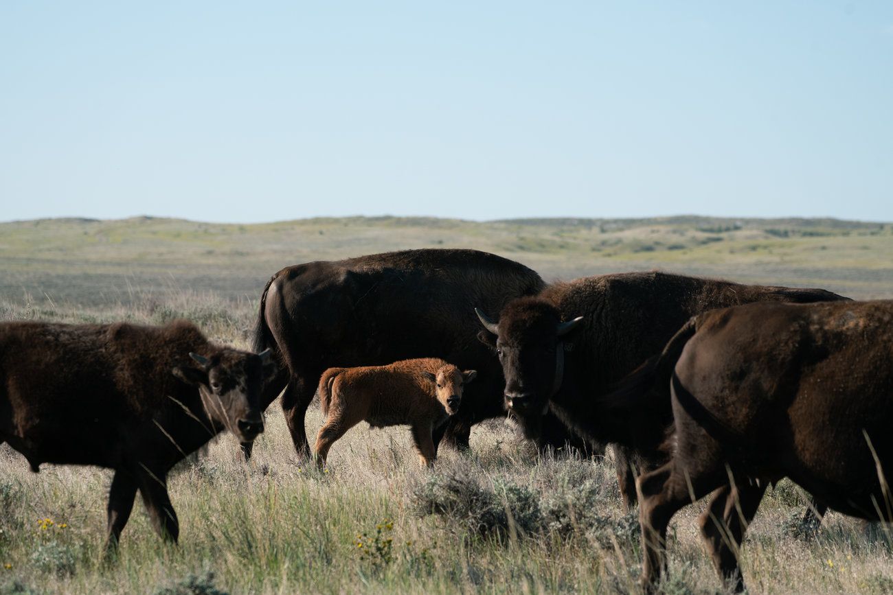 The American Prairie Reserve project has also garnered support from two local tribal councils, including at the Fort Belknap Indian Reservation, home of the Nakoda and Aaniiih. Bison were nearly eradicated from the prairies by white settlers and the U.S. government more than a century ago. Image by Claire Harbage / NPR. United States, 2019.