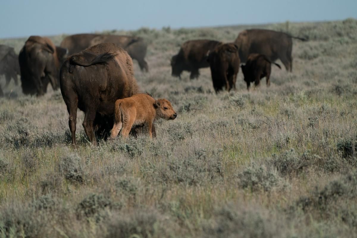 The proposed 3.2 million acre wildlife preserve will be a new kind of national park. One that is free to the public and privately-funded by both small donors and some of the richest people in the world. American Prairie does not plan to give its private lands to the federal government. Image by Claire Harbage. United States, 2019. 