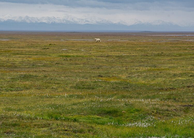 The coastal plain of the Arctic National Wildlife Refuge. Image by Nick Mott. United States, 2019.
