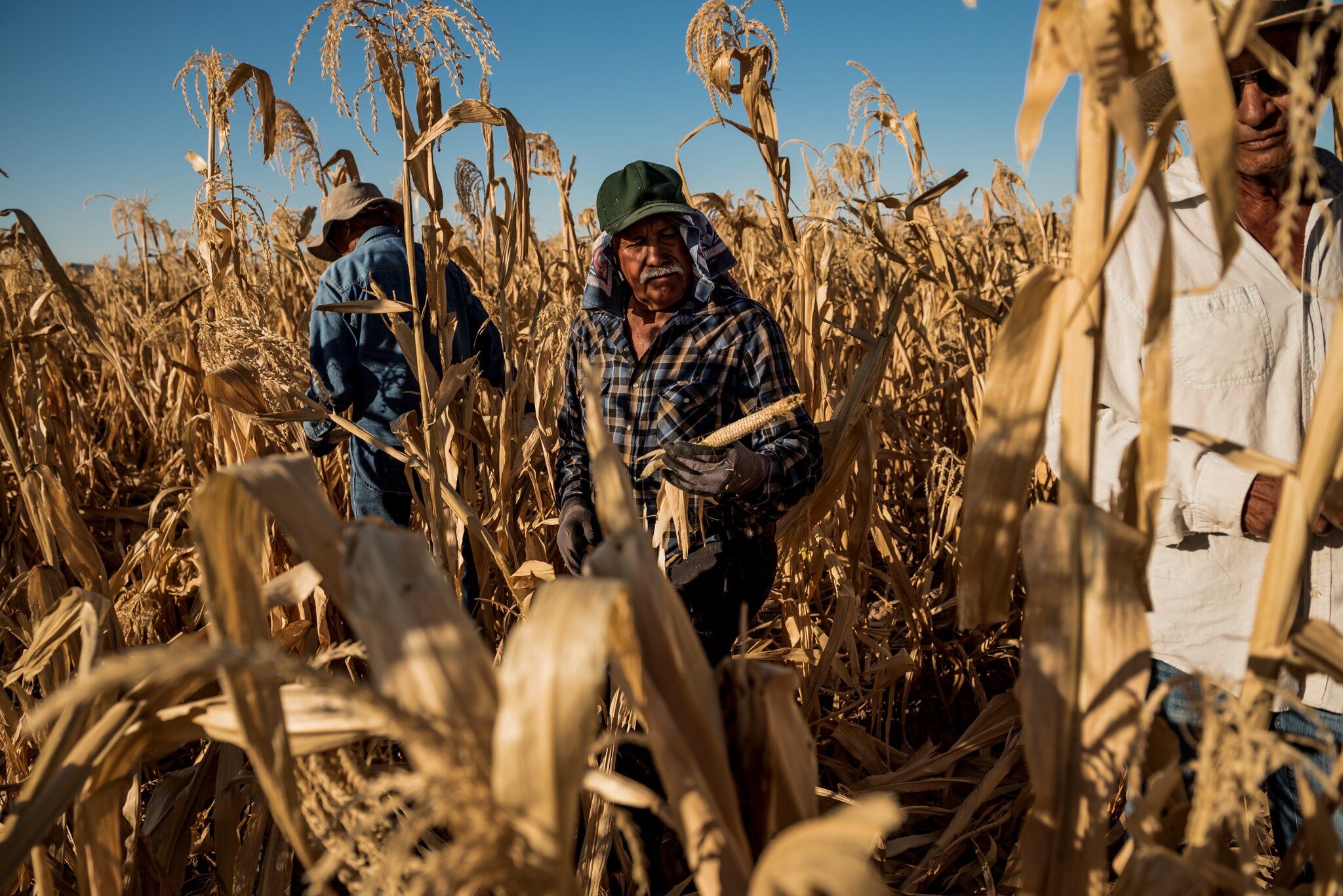 PINAL COUNTY, ARIZ. Pedro Delgado harvesting a cob of blue corn that grew without kernels at Ramona Farms last month. Image by Meridith Kohut. United States, 2020.