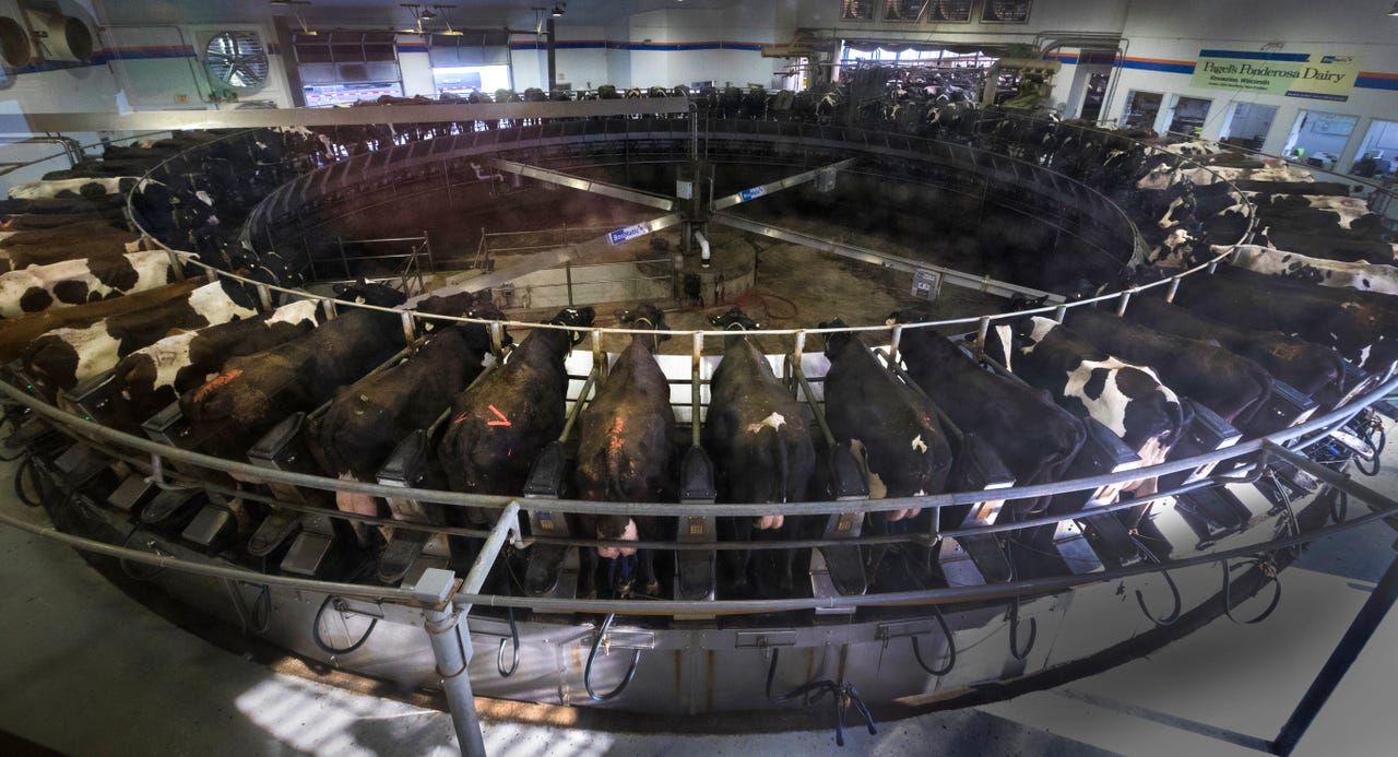 Cows are milked on a rotary milking parlor at Pagel's Ponderosa Dairy in Kewaunee. The farm milks about 5,500 cows each day. Image by Mark Hoffman. United States, 2019.