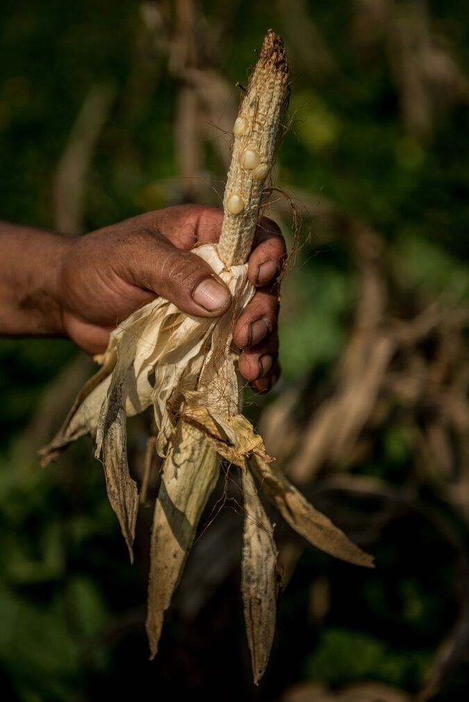 ALTA VERAPAZ. An ear of maize from a failed crop. Image by Meridith Kohut. Guatemala, 2020.