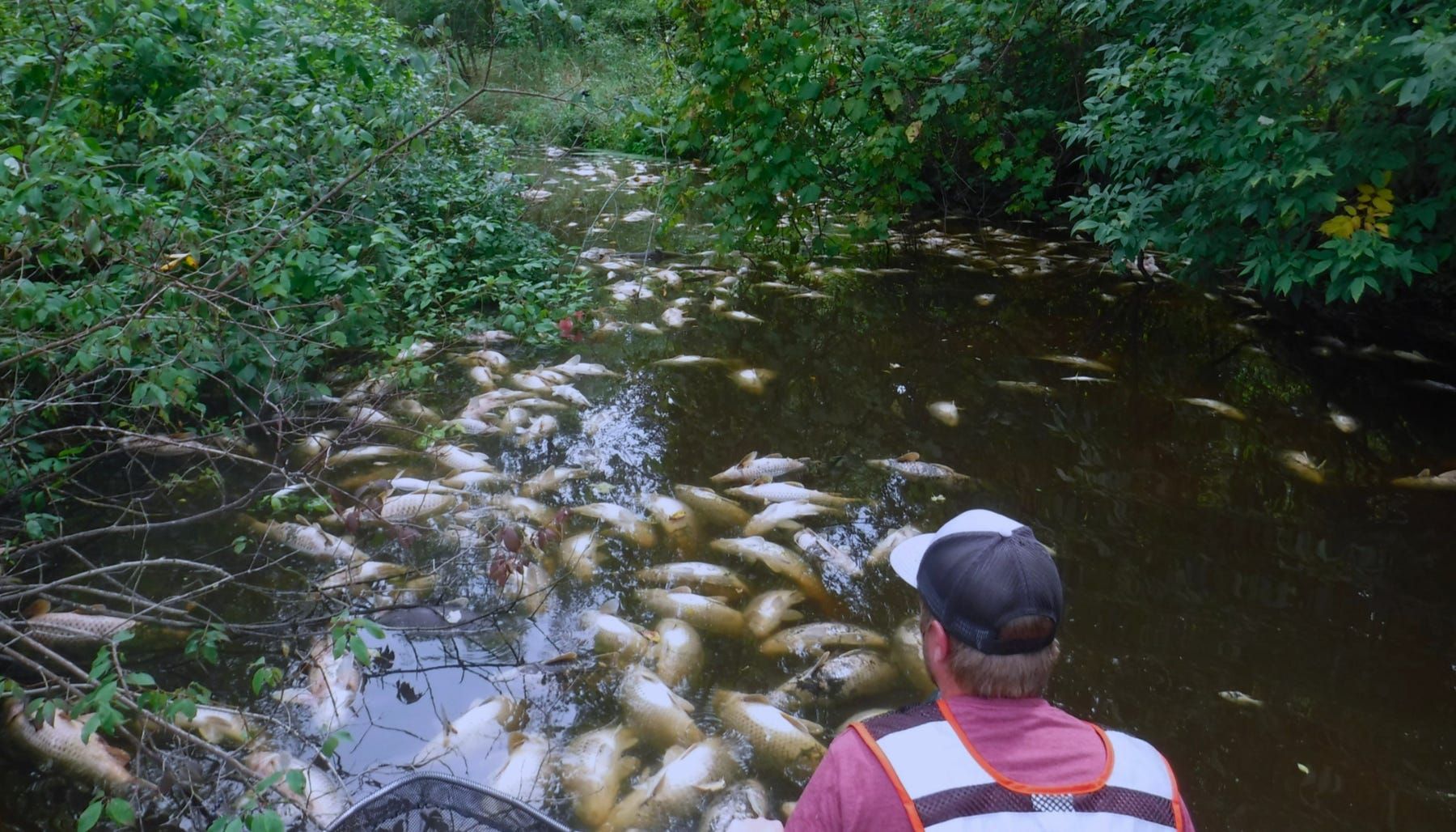 In August 2018, a combination of manure spreading and heavy rains damaged miles of the Sheboygan River, killing fish. Image by Ben Uvaas / Wisconsin DNR. United States, 2018.