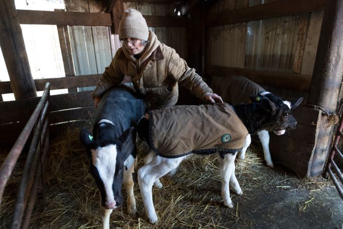 Sue Spaulding corrals calves into a pen while doing chores. Image by Mark Hoffman/The Milwaukee Journal Sentinel. USA, 2019.