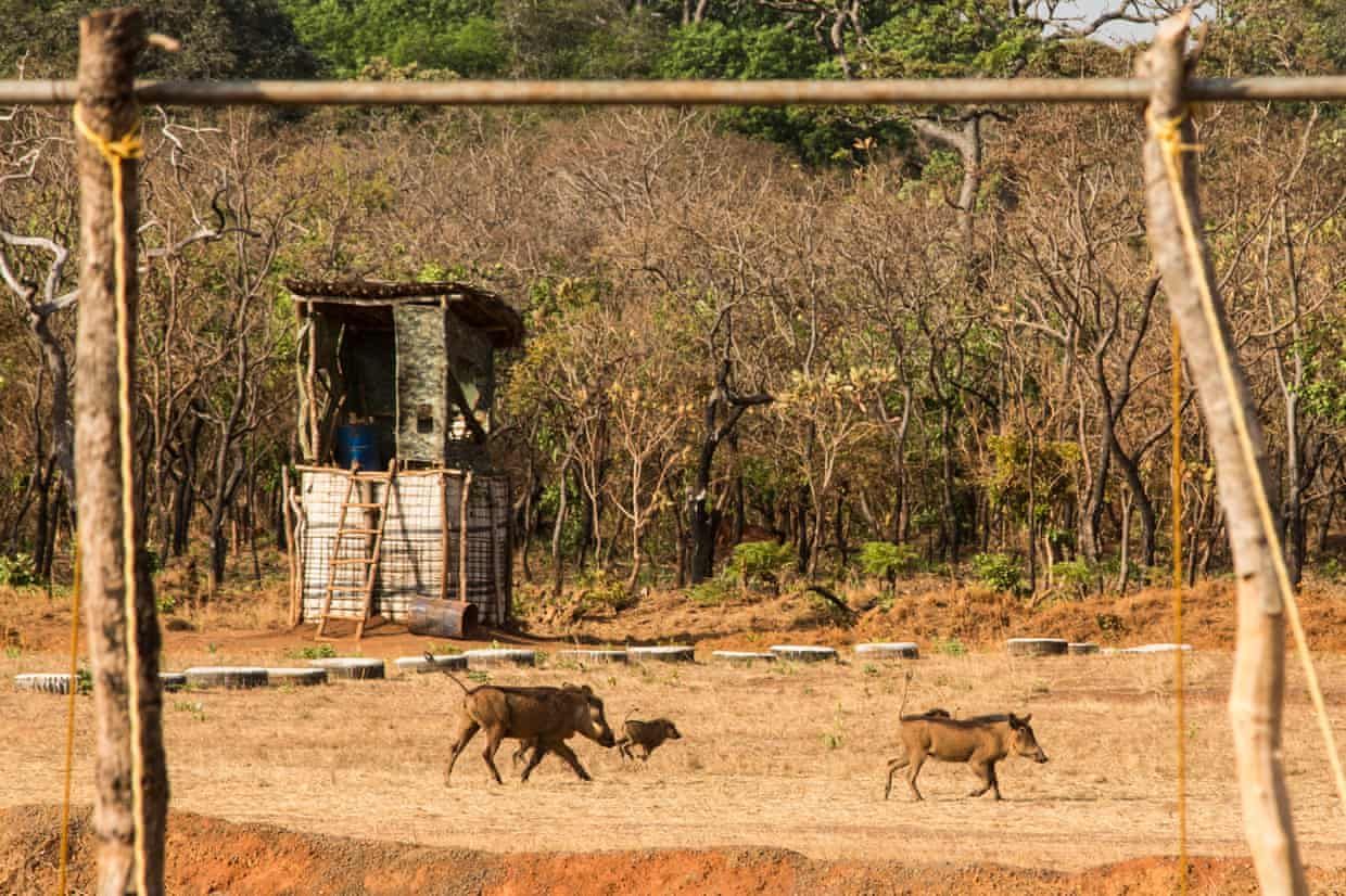A family of warthogs runs across the airstrip at the main base in Chinko. Image by Jack Losh. Central African Republic, 2018.