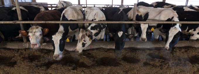 After being milked, cows are fed. Image by Mark Hoffman/The Milwaukee Journal Sentinel. USA, 2019.