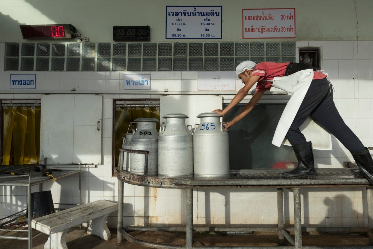 A worker moves cans of fresh milk dropped off by farmers so they can be weighed and tested at Prateep Farms in Pak Chong, Thailand. Image by Mark Hoffman. Thailand, 2019. 