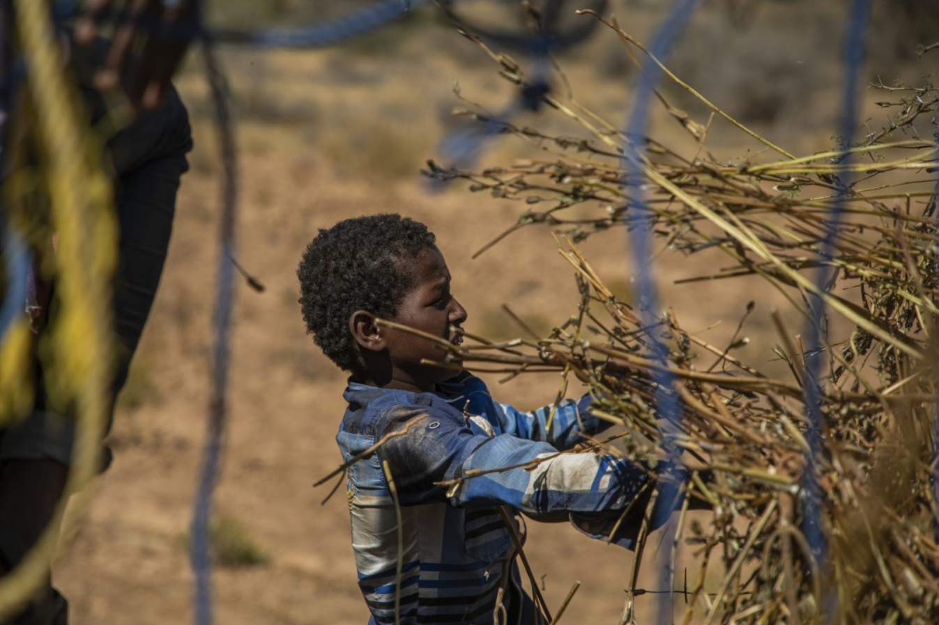 A boy helps collect the remains of a sesame crop that was devastated by locusts in Somalia. Will Swanson / For The Times. Somalia, 2020.