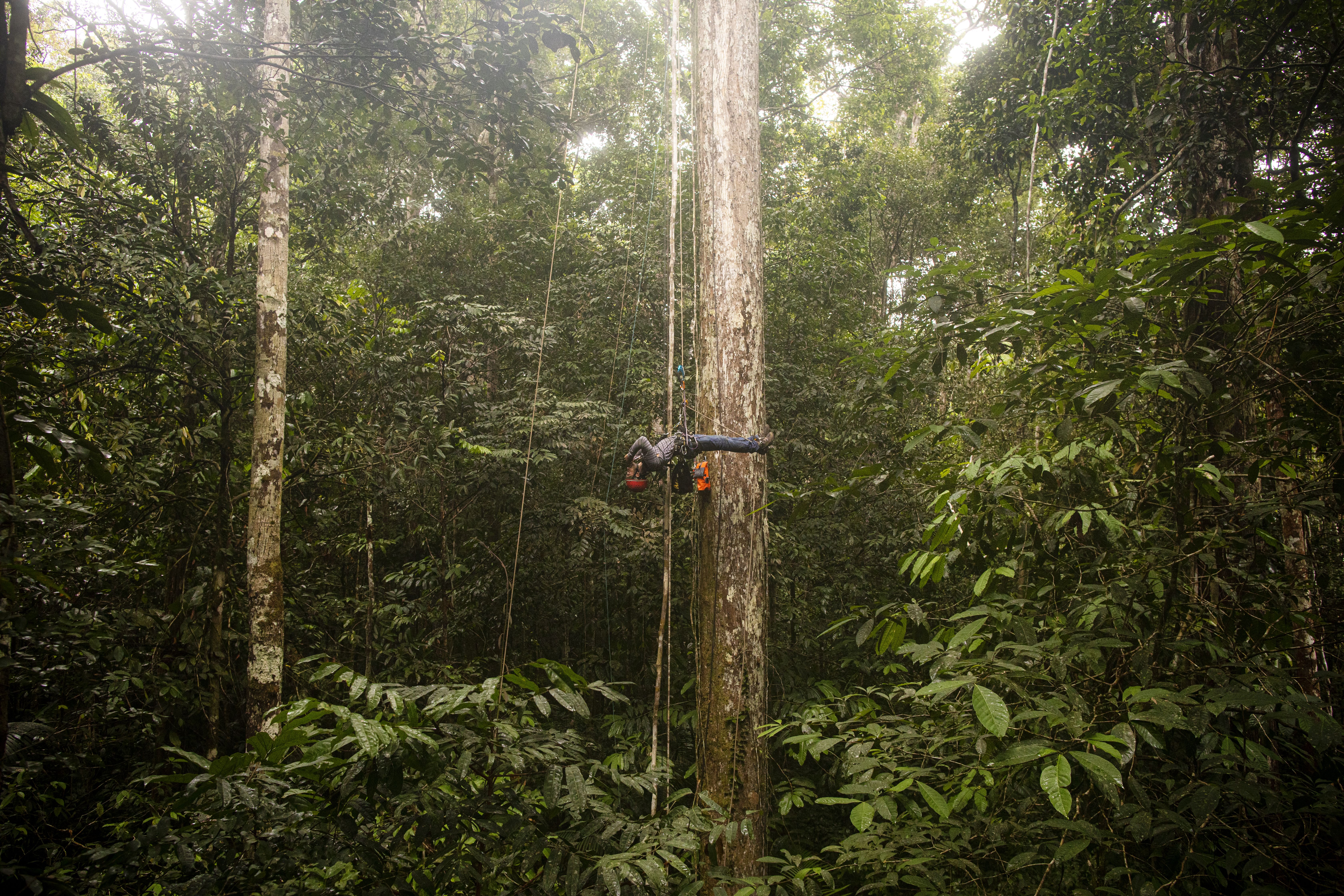 Climbing towers and trees, scientists at ATTO are building a better understanding of how the Amazon rainforest benefits the world. Image by Victor Moriyama. Brazil, 2019.