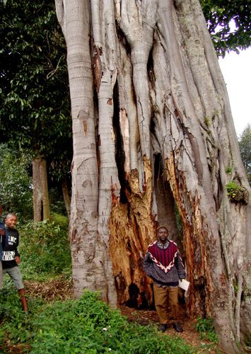 Loss of trees, loss of livelihood - Rwanda